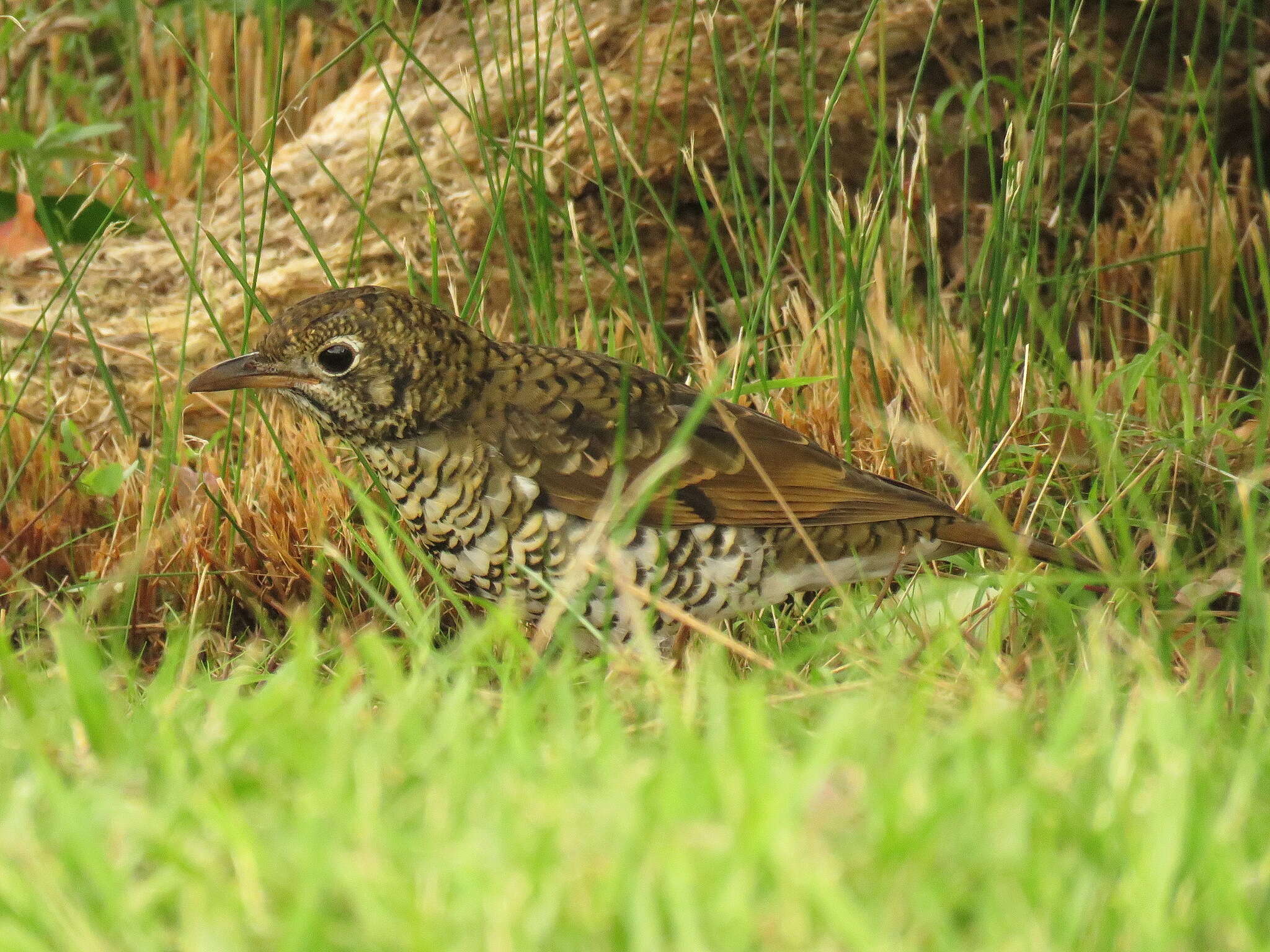 Image of Bassian Thrush