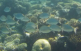 Image of Arabian pinfish