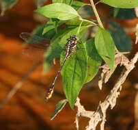 Image of Stylurus laurae Williamson 1932