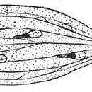Image of Agonopterix fruticosella Walsingham 1903