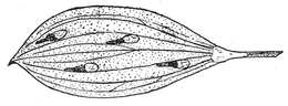 Image of Agonopterix fruticosella Walsingham 1903