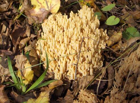 Слика од Ramaria pallida (Schaeff.) Ricken 1920