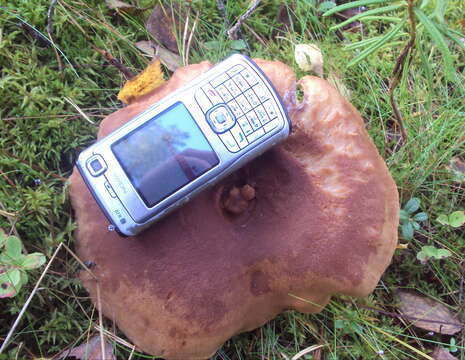 Image of Rufous Milkcap