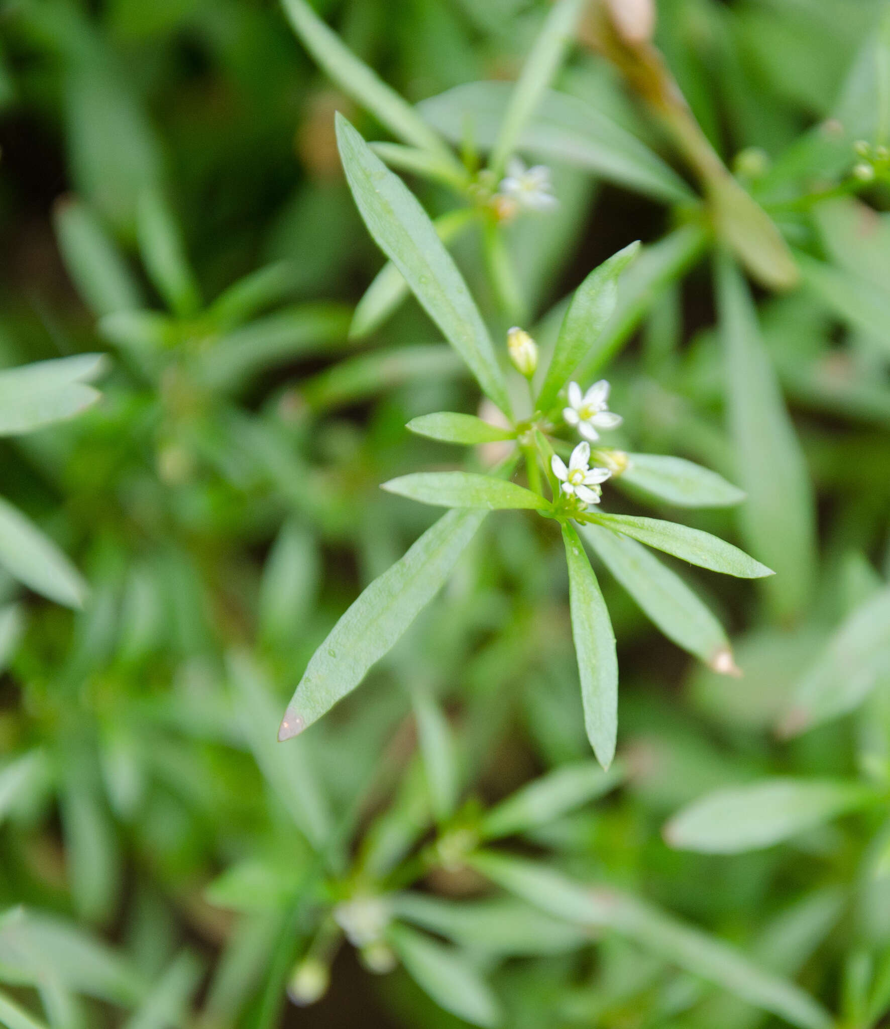 Image of carpetweed