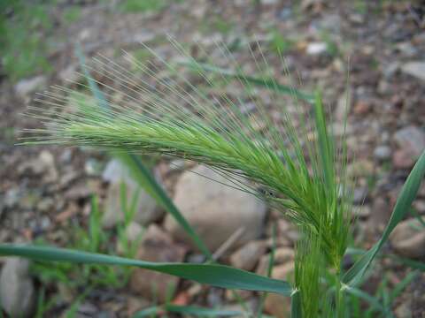 Image of common barley