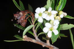 Image of Escallonia cordobensis (Kuntze) Hosseus