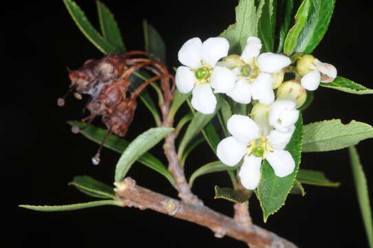 Image de Escallonia cordobensis (Kuntze) Hosseus