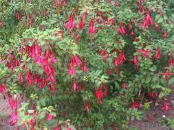 Fuchsia magellanica Lam. resmi