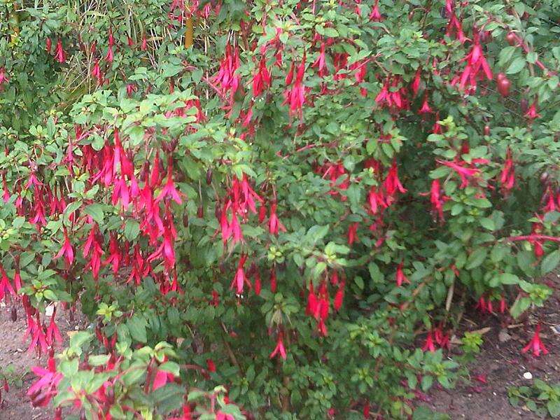 Fuchsia magellanica Lam. resmi