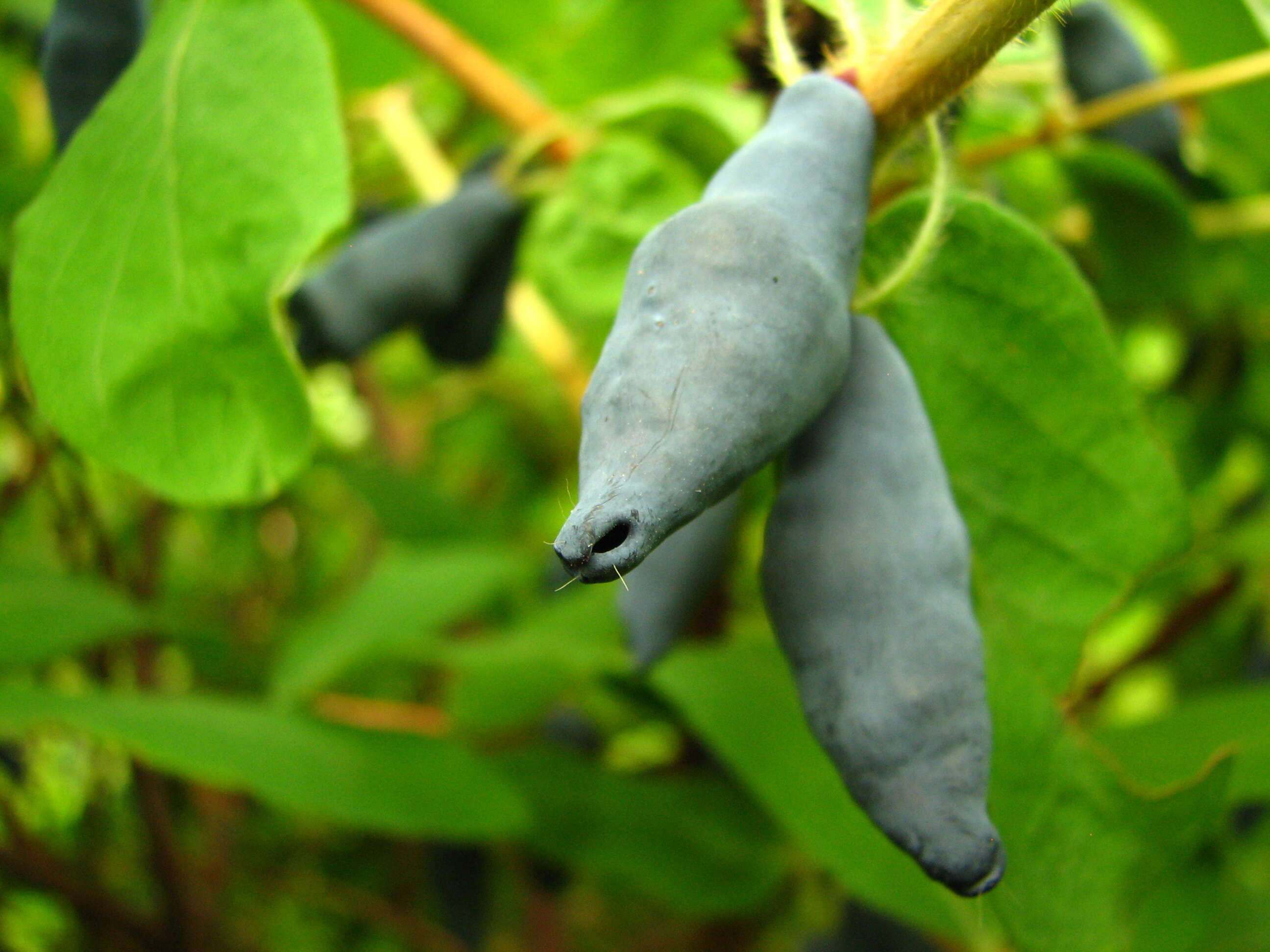 Imagem de Lonicera caerulea L.