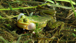 Image de Petite grenouille verte