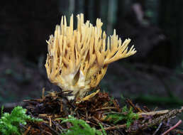 Слика од Phaeoclavulina flaccida (Fr.) Giachini 2011