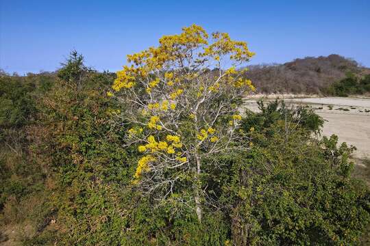 Image of primavera