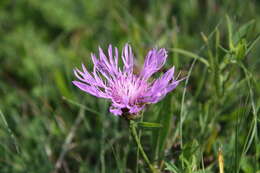 Image of brown knapweed