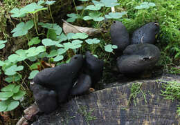 Image of dead man's fingers