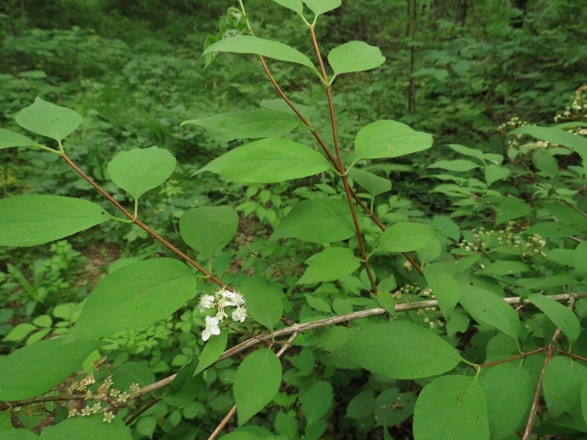 Image of Mongolian pride-of-Rochester