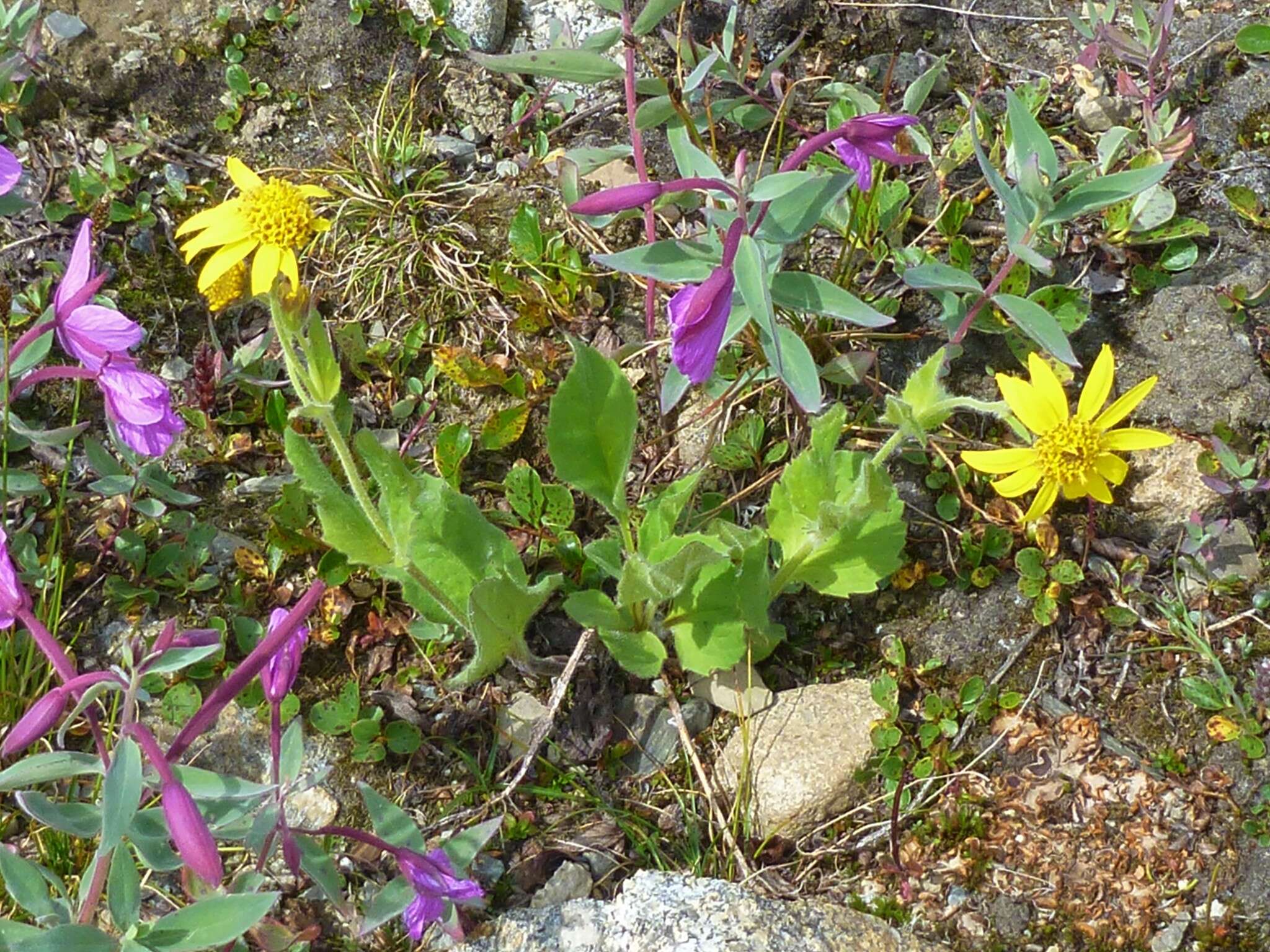 Image of hairy arnica