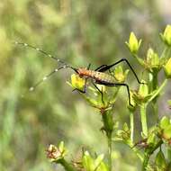 Image of Southeastern Bush Katydid