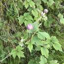 Image of Japanese thimbleweed