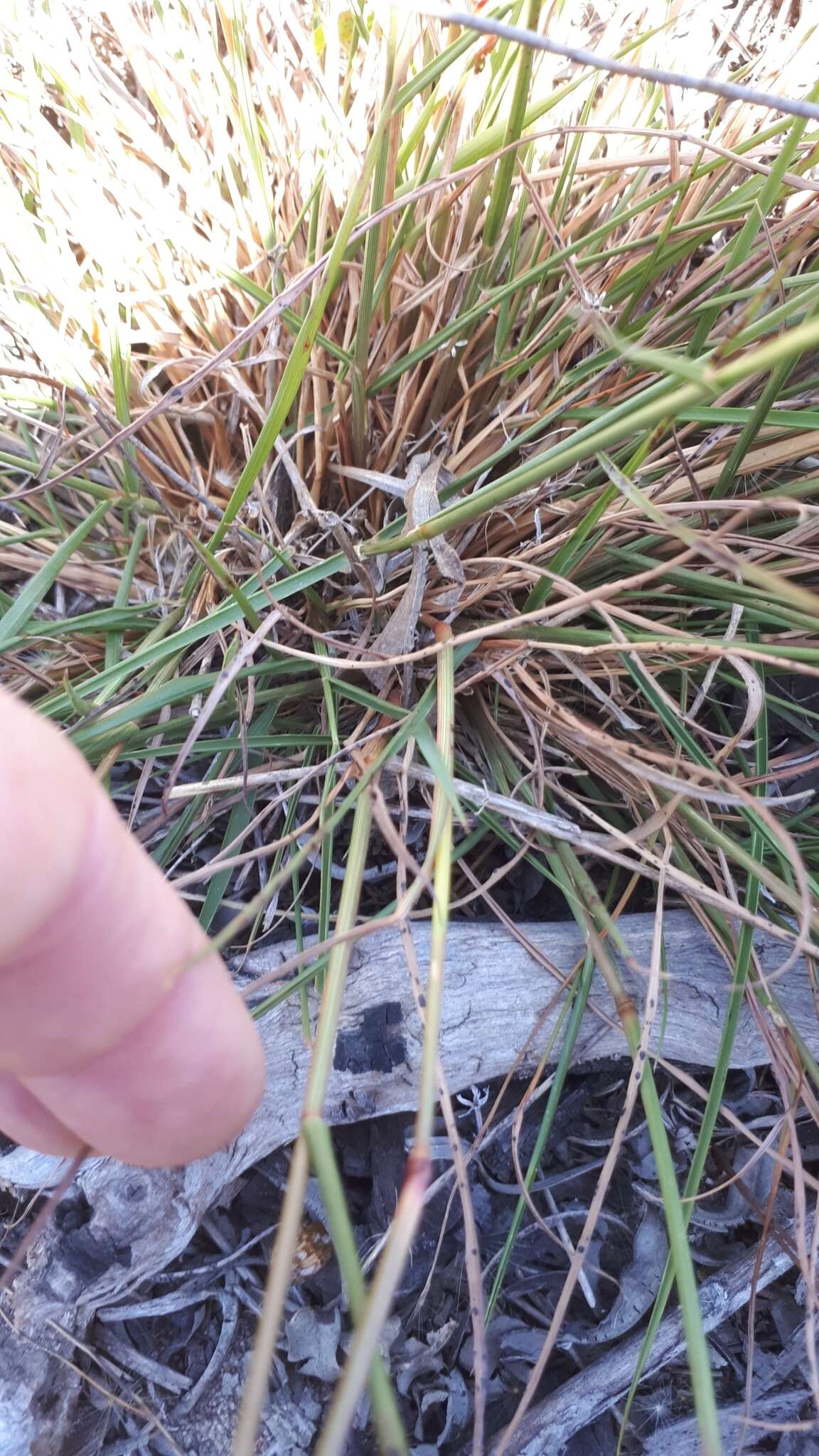 Plancia ëd Eragrostis capensis (Thunb.) Trin.