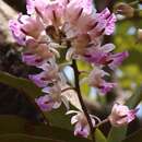 Image of Aerides crispa Lindl.