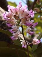 Image of Aerides crispa Lindl.