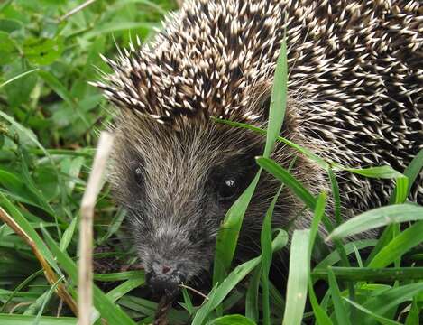 Image of Northern White-Breasted Hedgehog