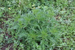 Urtica angustifolia Fisch. ex Hornem.的圖片