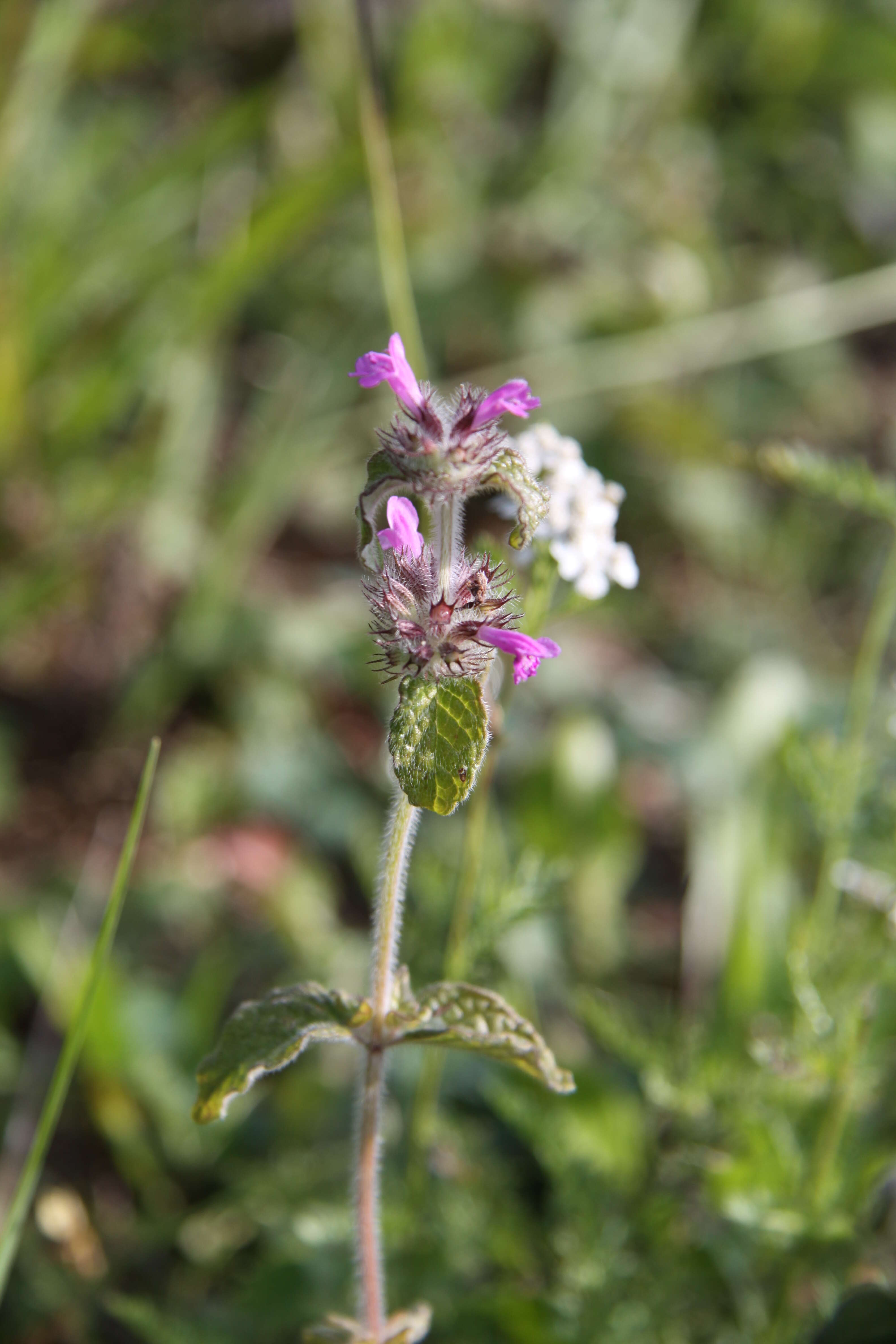 Image of wild basil