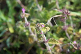 Image of wild basil