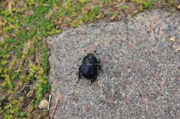 Image of Geotrupes vernalis