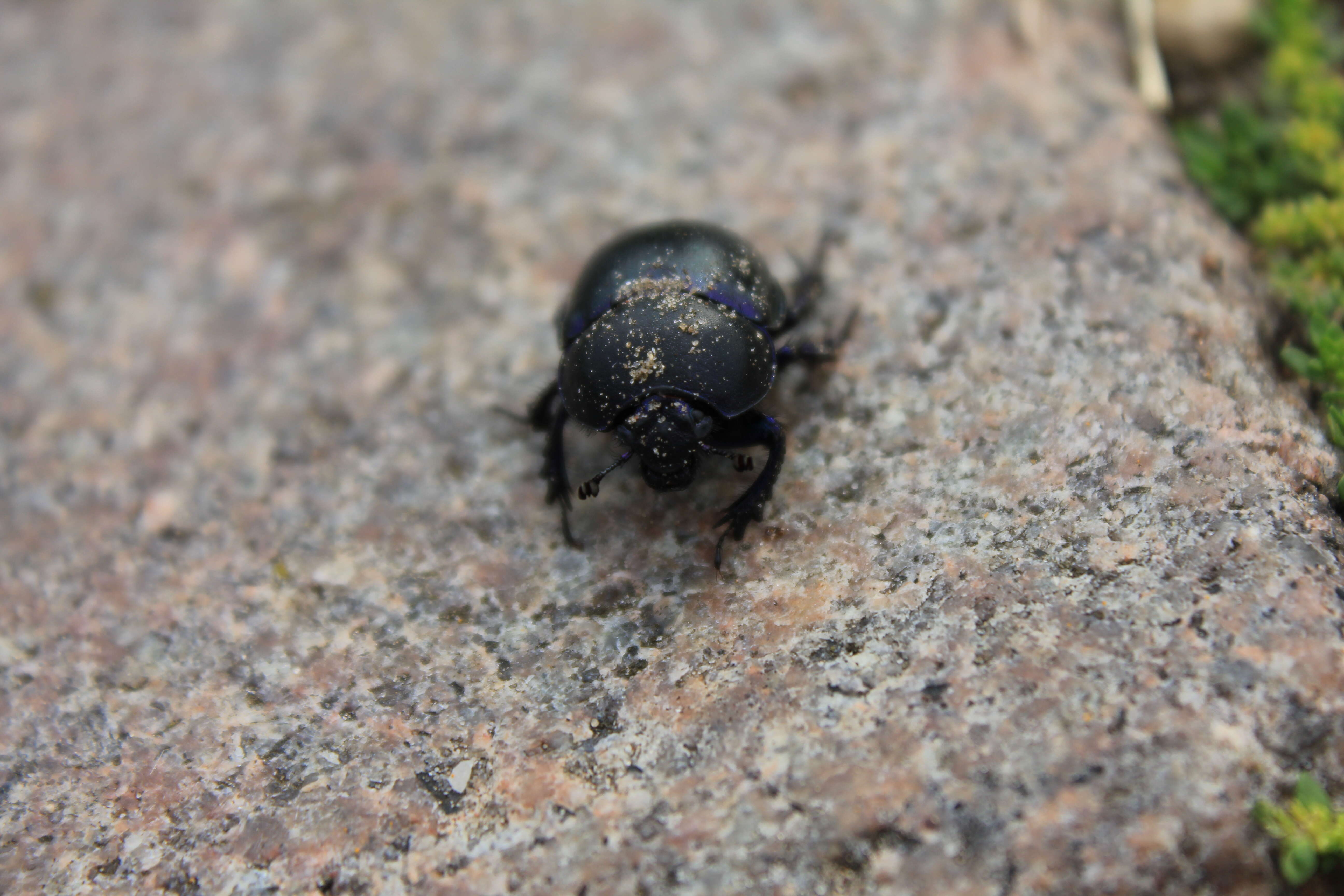 Image of Geotrupes vernalis