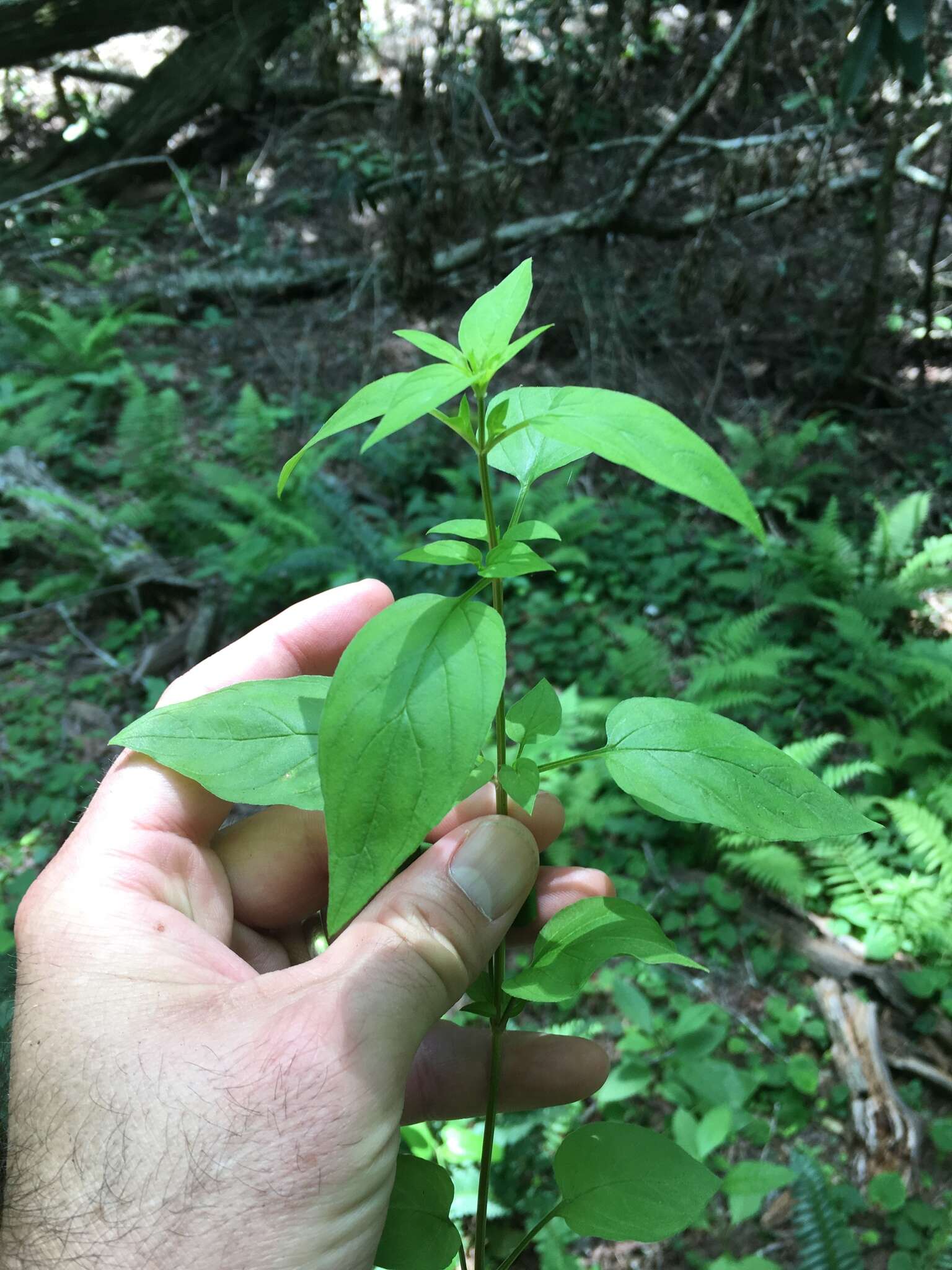 Image of southern yellow loosestrife