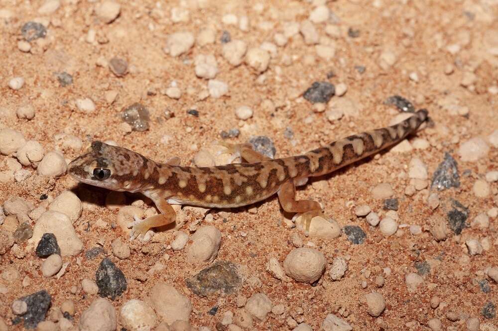 Image of White-spotted Ground Gecko WA