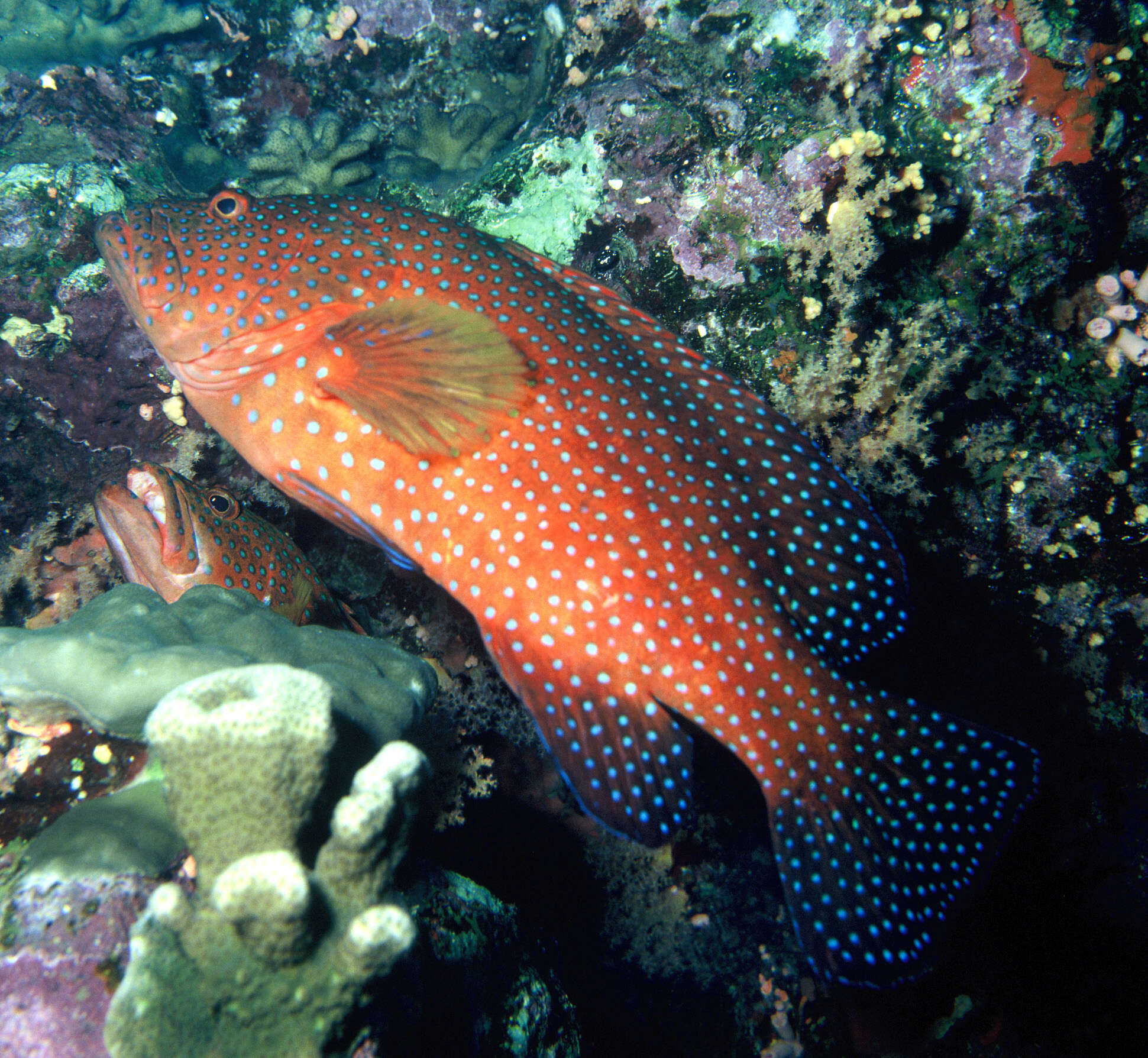 Cephalopholis miniata (Forsskål 1775) resmi