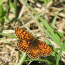 Image of Melitaea celadussa Fruhstorfer 1910