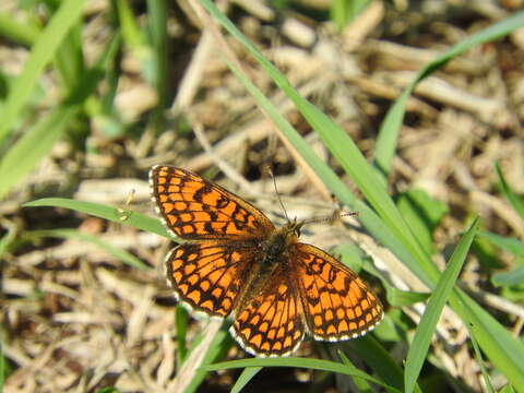 Imagem de Melitaea celadussa Fruhstorfer 1910