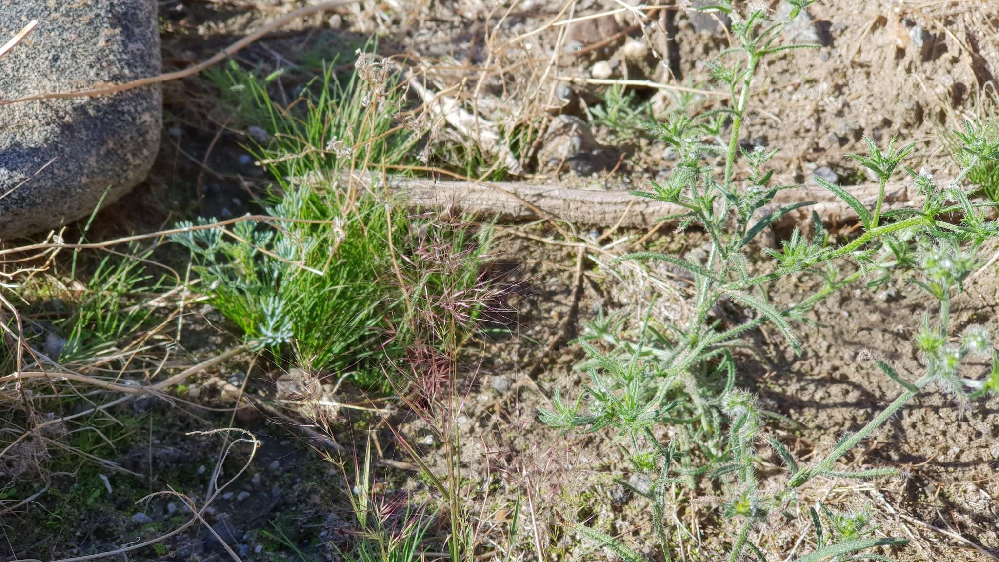 Plancia ëd Muhlenbergia microsperma (DC.) Kunth