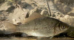 Image of Gibel carp