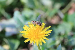 Слика од Taraxacum japonicum Koidz.