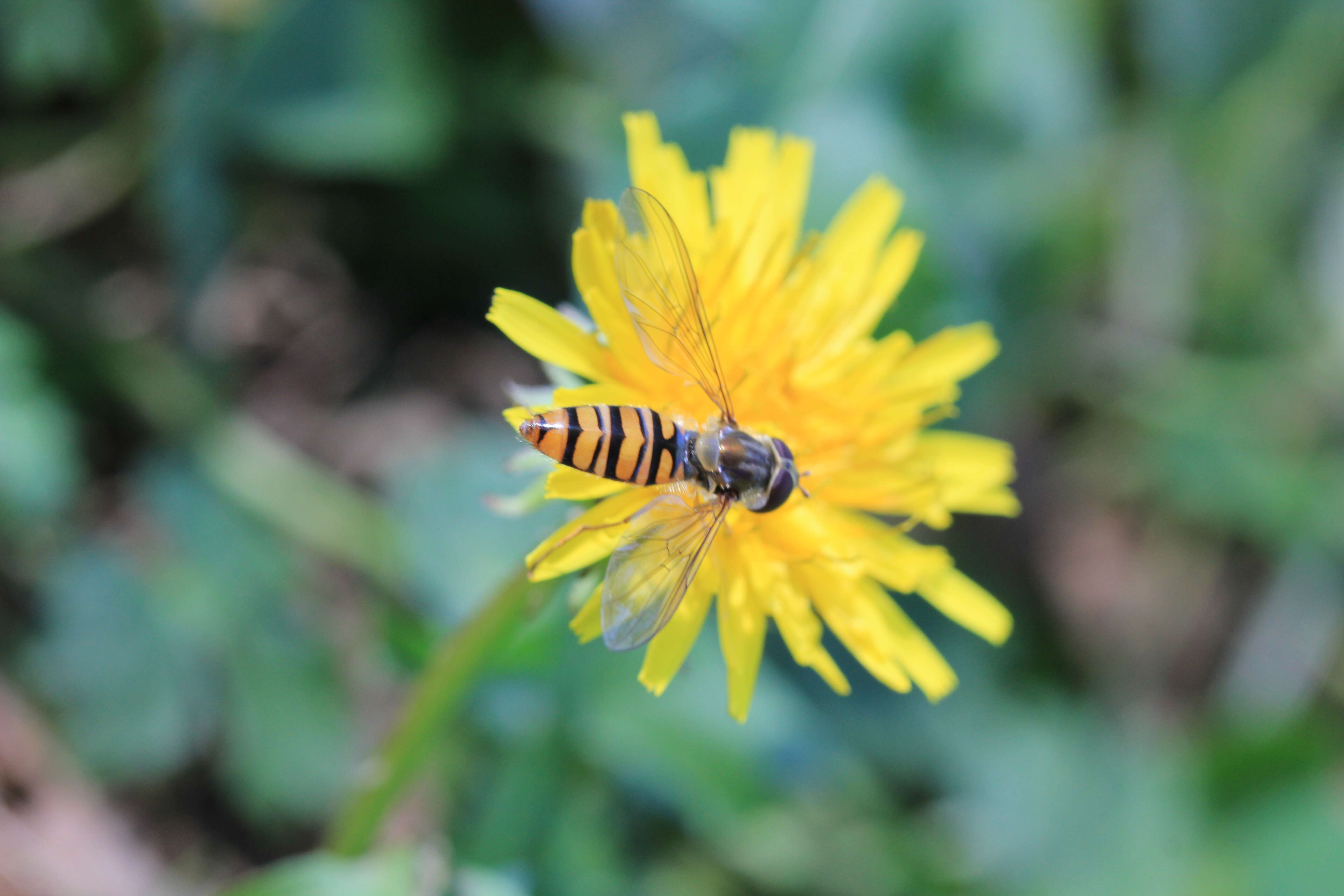 Слика од Taraxacum japonicum Koidz.