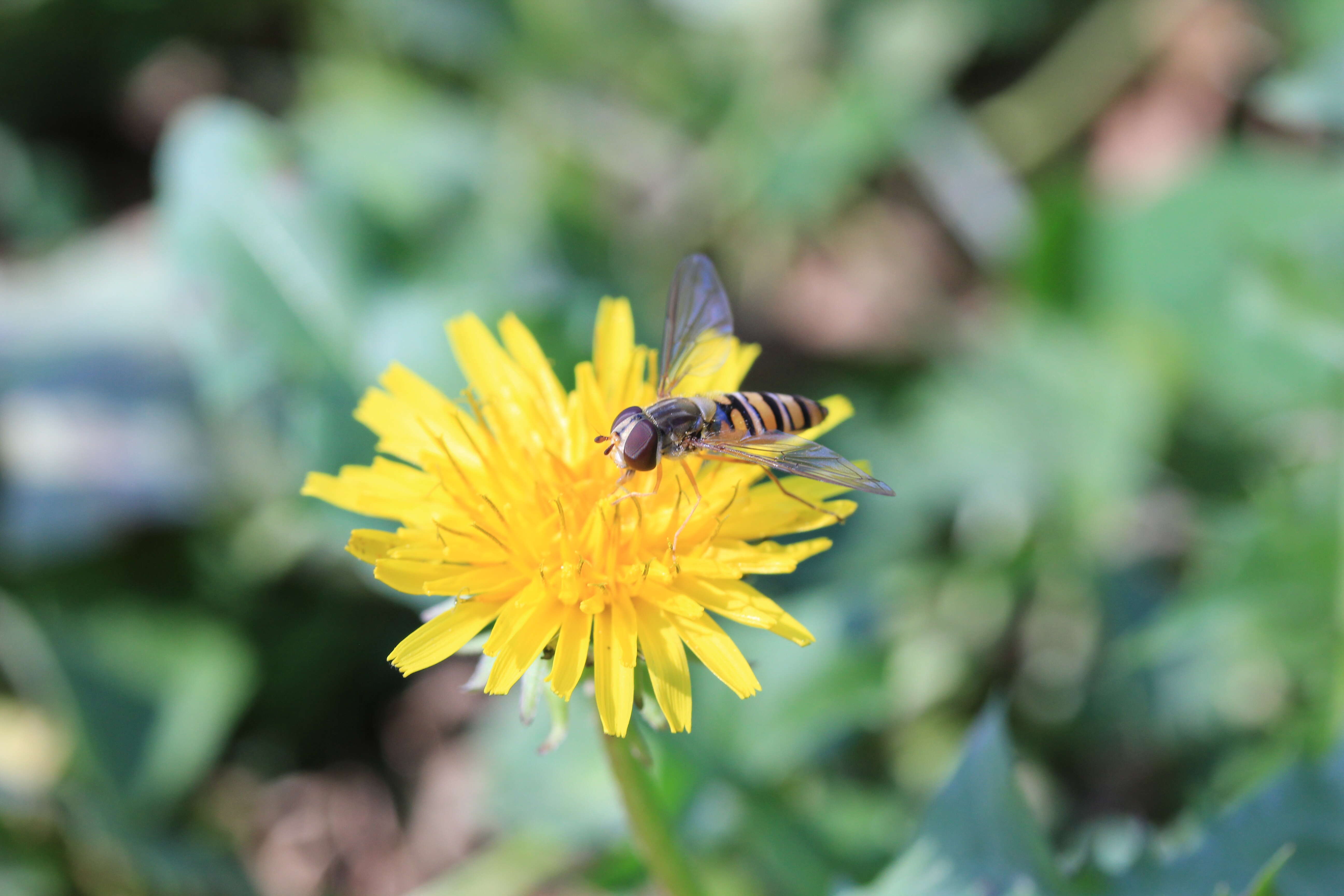 Слика од Taraxacum japonicum Koidz.