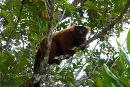 Image of Red Ruffed Lemur