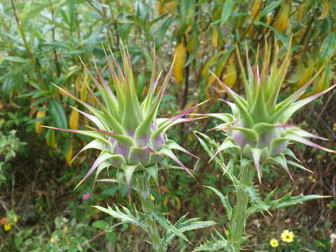 Image of Cynara algarbiensis Coss. ex Mariz