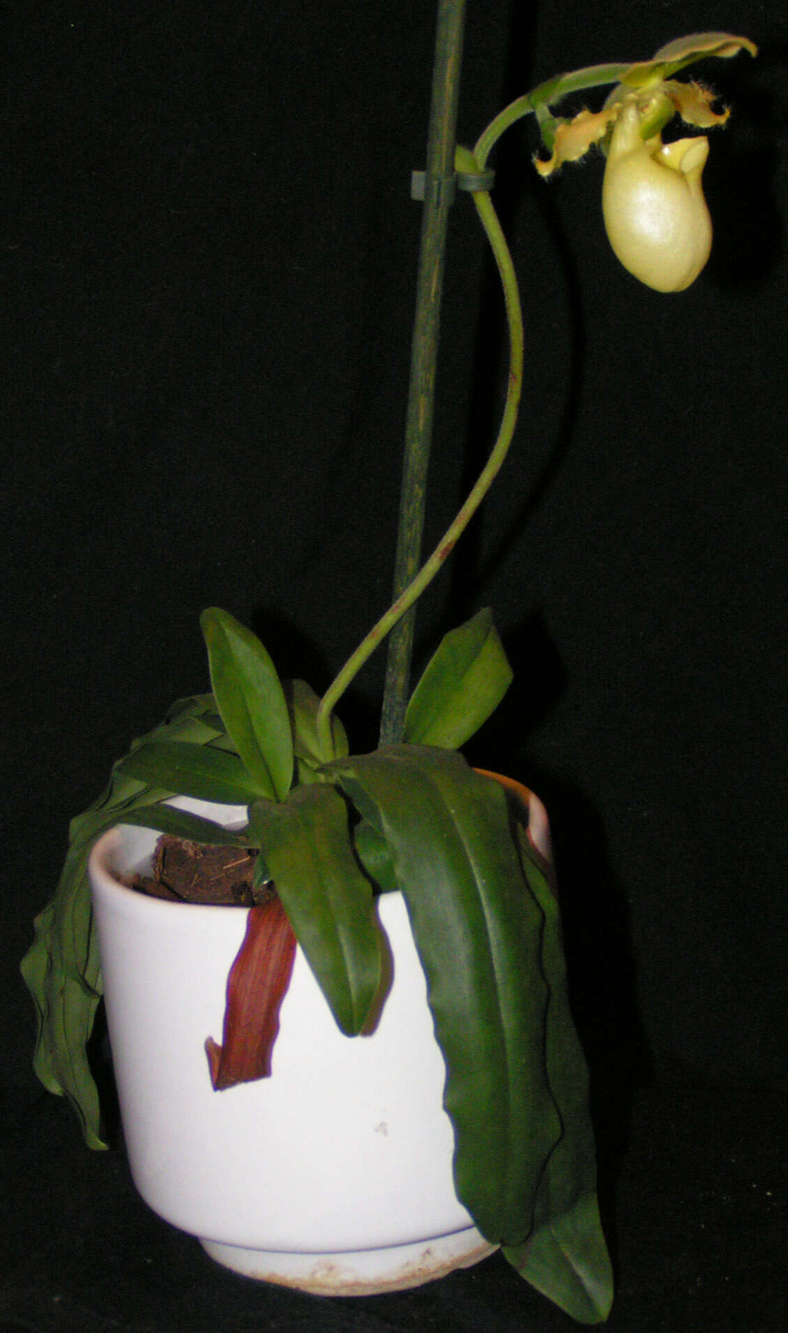 Image of Primrose Yellow Paphiopedilum