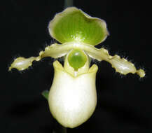 Image of Primrose Yellow Paphiopedilum