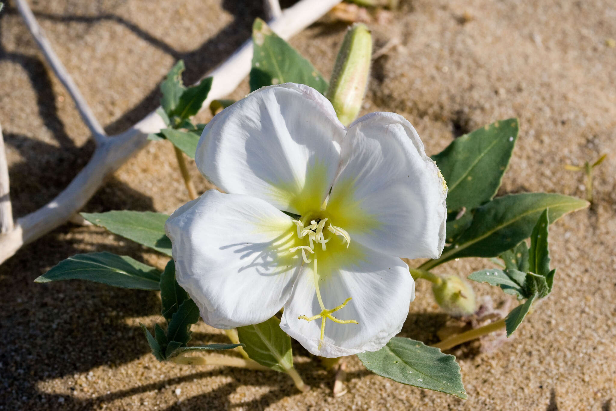 Imagem de Oenothera deltoides Torr. & Frem.