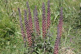 Image of Portuguese Foxglove