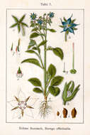 Image of borage