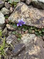 Image of Viola serpentinicola